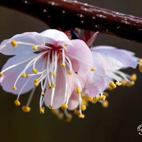 春天的花儿（微距）【一丁摄影】