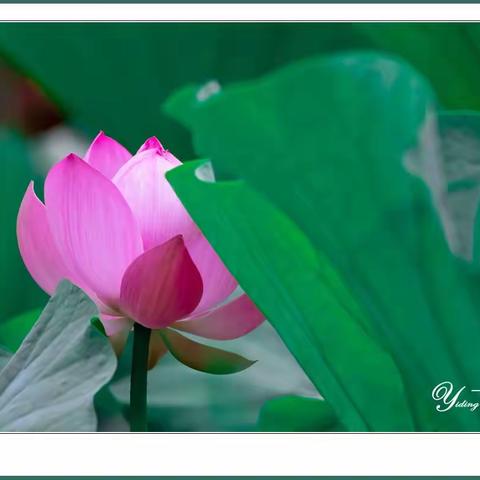 盛夏荷花正艳时【一丁摄影】