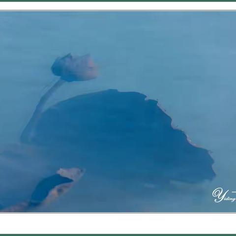 冰水浴残荷【一丁摄影】