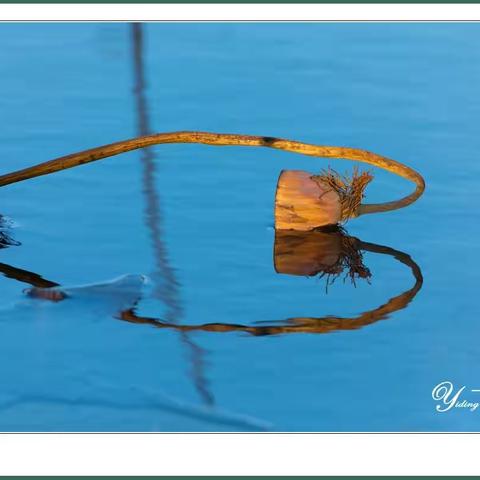 冬水雪霜残荷影【一丁摄影】