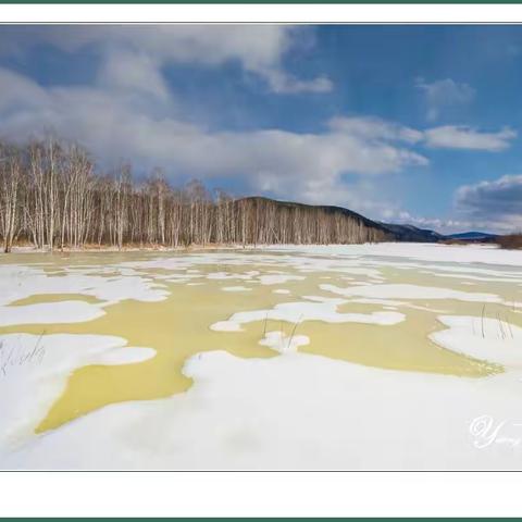 春雪消融白桦林【一丁摄影】