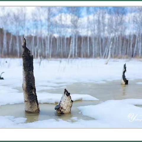 殇情白桦林【一丁摄影】