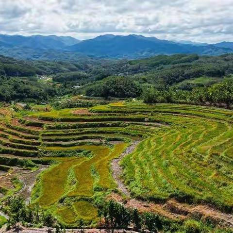 秋览海南牙胡梯田【一丁摄影】