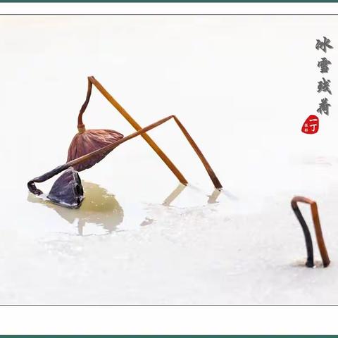 冰雪残荷【一丁摄影】