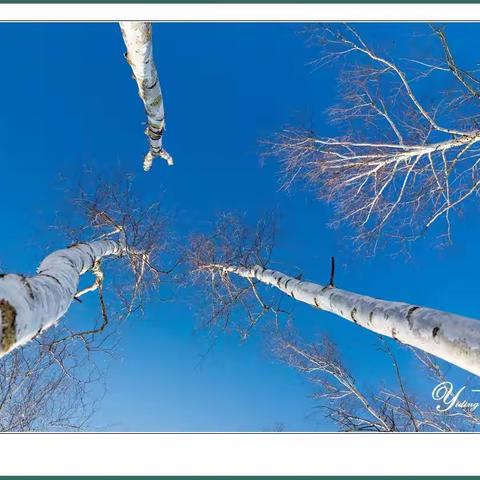 白桦林间仰望天空【一丁摄影】