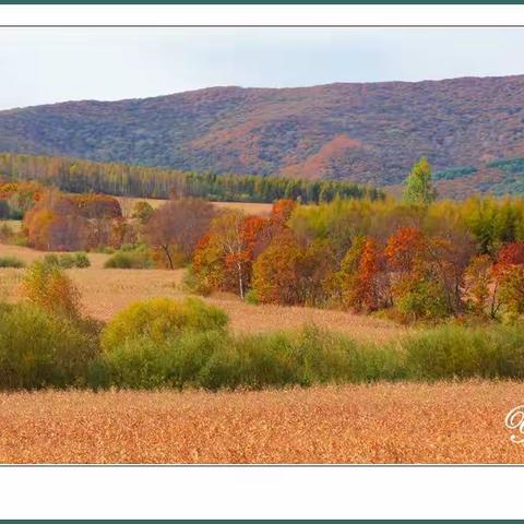 又是一年秋叶黄【一丁摄影】
