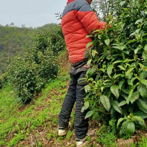 空中课堂引导学生劳动学习两不误