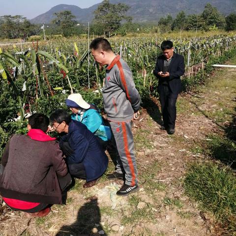 县农技中心深入田间地头持续开展农作物抗寒防寒防病技术指导