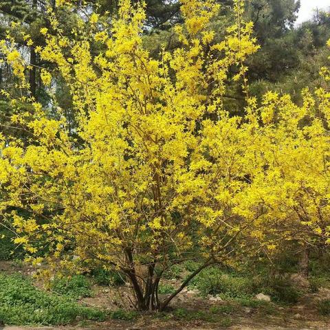 幼2E班--迎春花开了。