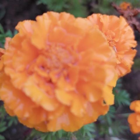 重阳节抒怀四首