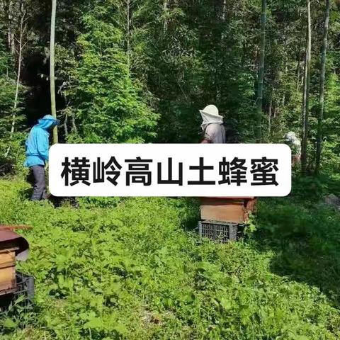 老父亲采的土蜂蜜--横岭高山蜂蜜