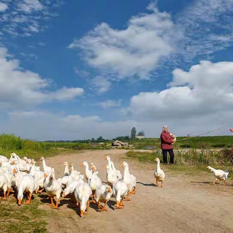 阜南县老年大学庆“七.一”摄影图片网络展