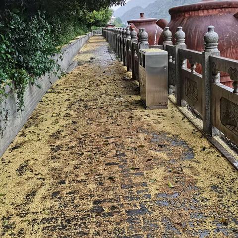 重阳节雨中即景