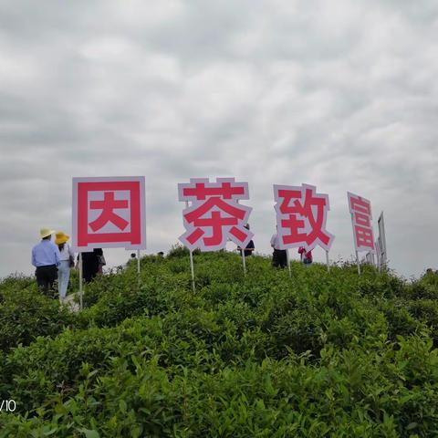特别的“520”：“国际茶日”活动主场——安康平利现场直播启动仪式