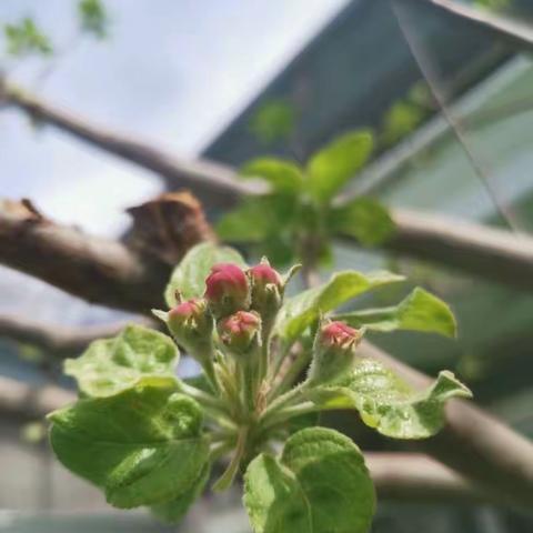 小鹿斑比清明节主题教育活动