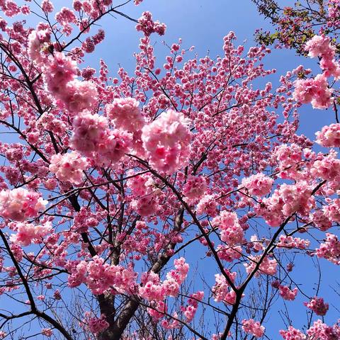 春日里生机勃勃