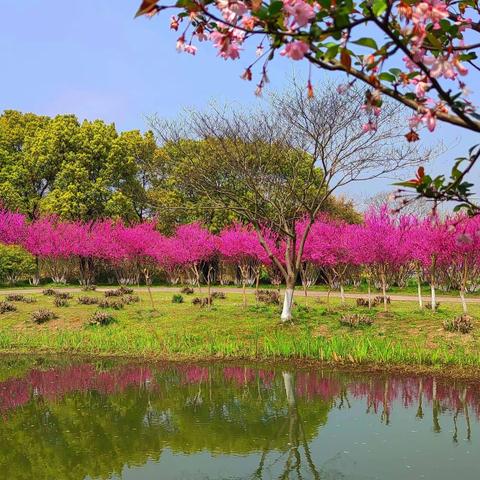 花卉植物园踏青记
