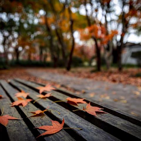 秋林爱晚-上海共青森林公园美景