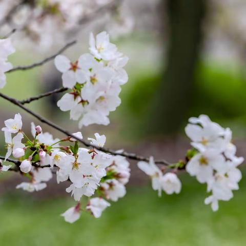樱花依旧-疫情下的顾村公园