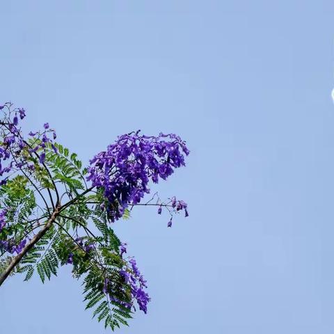 人间最美四月天，石溪拍摄蓝花楹。