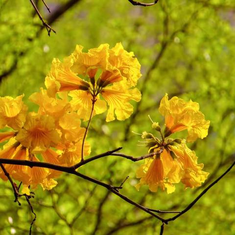 花城尽显黄花潮～开在家门口的黄花风铃木