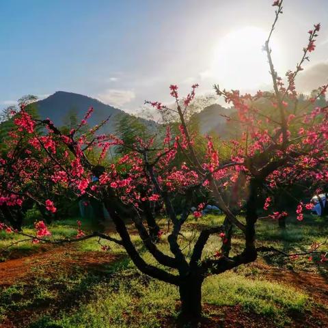 桃花依旧笑春风