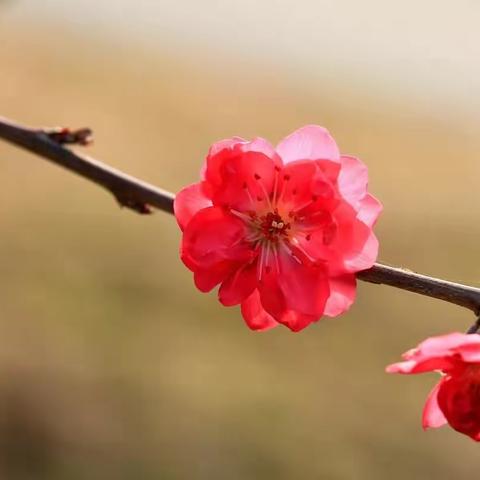 山西郑光祖诗词曲二群诗词选编