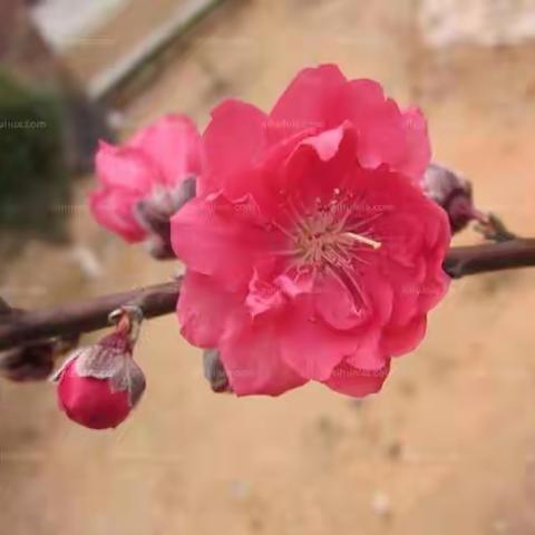 白洁（岱海耕翁）一篇散文