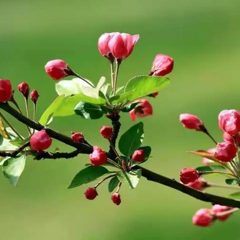 我爱你，美丽的春天