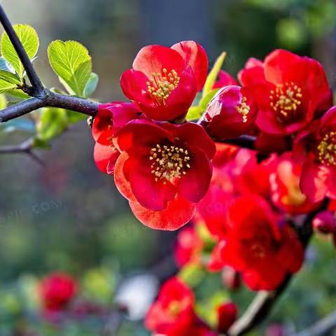 （18）巴黎文学总社·大西北诗社诗词选编