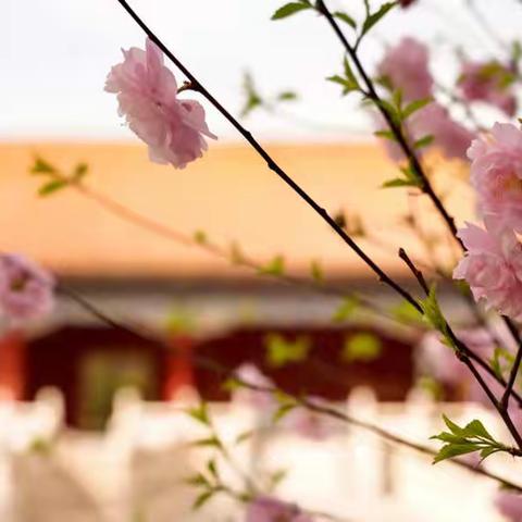 紫禁城里赏花