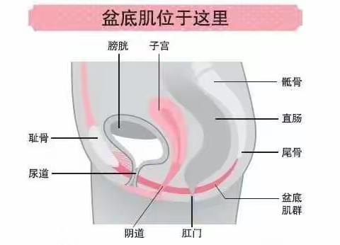 关爱女性——从盆底康复做起