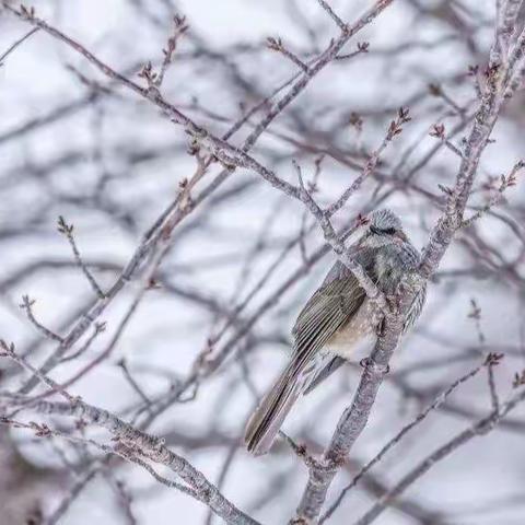 大雪时节，万物潜藏——建设南路小学大雪节气主题教育活动