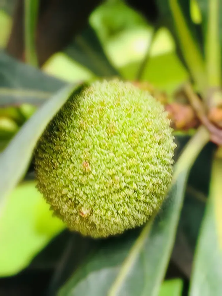 采摘野果（有毛桃、李子、野草莓、杨梅、豆夹，还有桑椹和山莓）其乐其趣融融