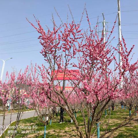 九九艳阳天，南漳梅花艳