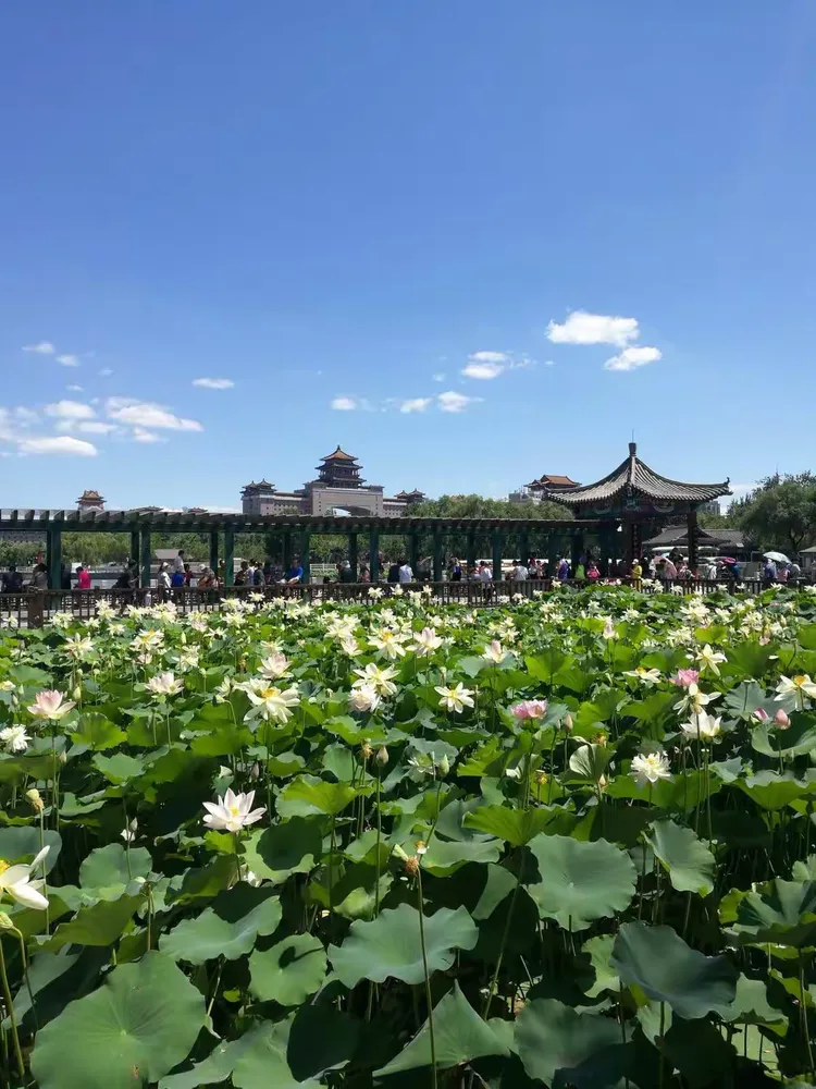 游北京莲花池公园