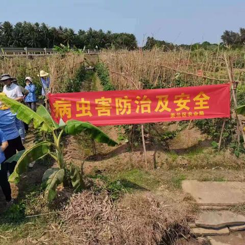 美兰区加大对豇豆质量安全生产绿色防控培训力度