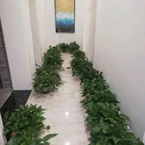 除甲醛，健康每一天😜😜😜