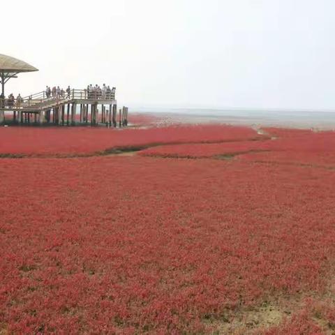 2017年国庆旅游第一季<<盘锦红海滩>>