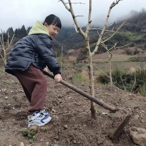 植树节，我们一起植树吧！