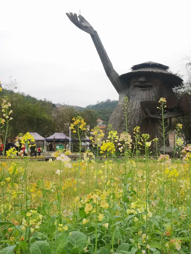 2024年3月3日打卡行摄于花都梯面镇红山村油菜花