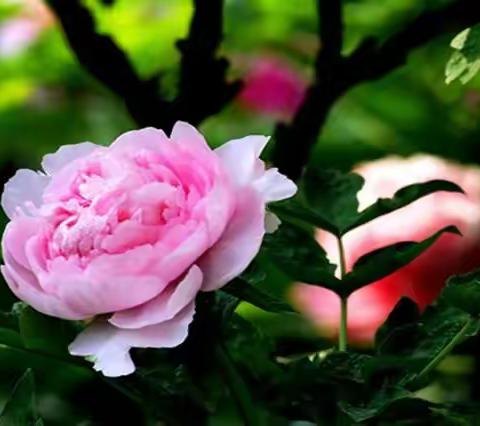 2021年洛阳牡丹花会