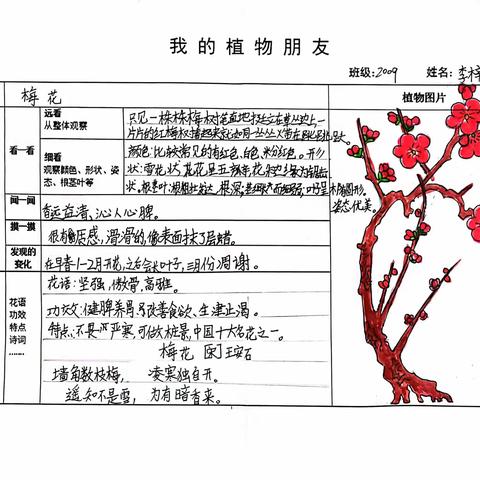 我的植物朋友