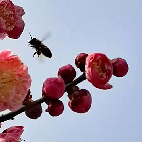 你好，志愿者