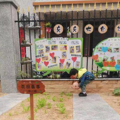 记六实幼种植活动