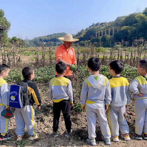 “薯”于你的快乐🥰🥰海棠幼儿园社会实践活动