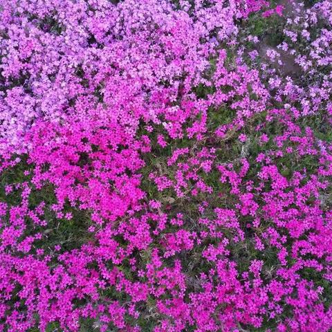 春日，繁花似锦