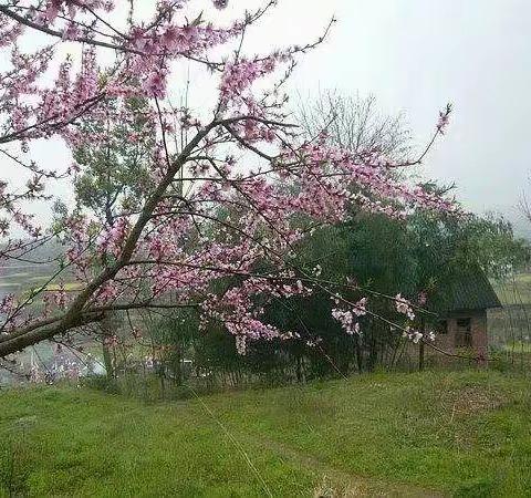 淡雅如诗的美篇