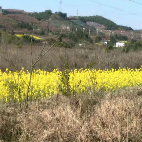 淡雅如诗的美篇