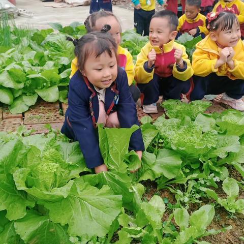 解放村幼儿园种植区美篇